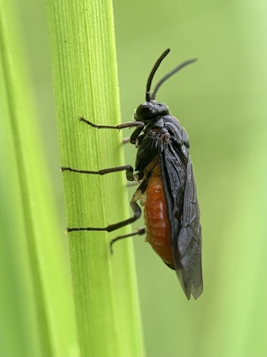 Sphacophilus cellularis