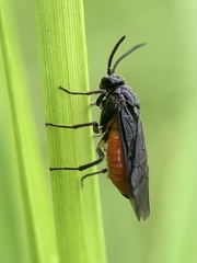 Sphacophilus cellularis