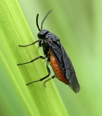 Sphacophilus cellularis