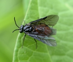 Sphacophilus cellularis