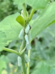 Ormenoides