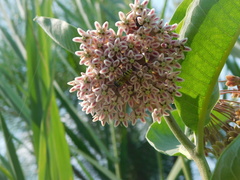 Microbembex monodonta