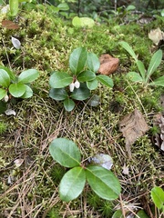 Gaultheria procumbens image