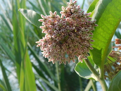 Microbembex monodonta