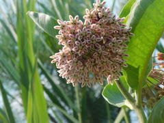 Microbembex monodonta