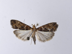 Scoparia animosa