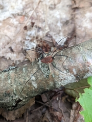 Leiobunum calcar