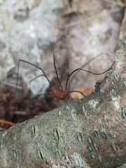 Leiobunum calcar