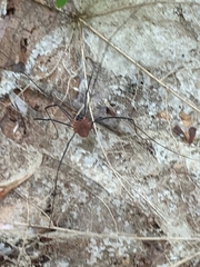 Leiobunum calcar