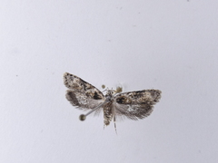 Izatha phaeoptila