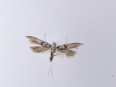 Aristotelia paradesma