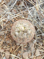 Echinomastus intertextus