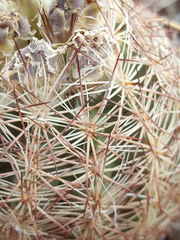 Echinomastus intertextus