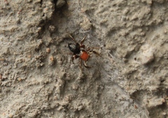 Habronattus forticulus