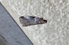 Acrobasis caliginella