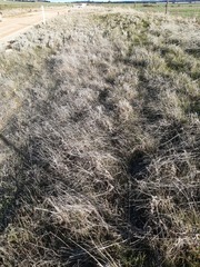 Acanthocladium dockeri