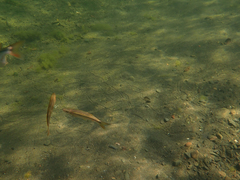 Ptychocheilus grandis