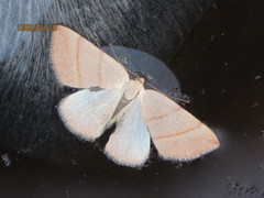 Drepanulatrix bifilata