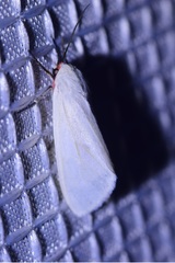 Pygarctia