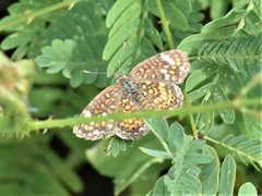 Phyciodes pallescens