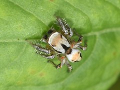 Habronattus aztecanus