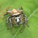 Aztec Paradise Spider - Photo (c) Luis Stevens, some rights reserved (CC BY-NC), uploaded by Luis Stevens