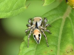 Habronattus aztecanus