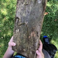 Diversibipalium multilineatum