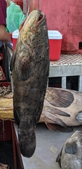 Goliath grouper