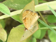 Phyciodes pallescens