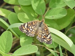 Phyciodes pallescens
