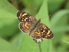 Phyciodes pallescens