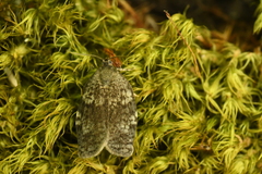 Choristoneura conflictana