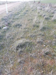 Acanthocladium dockeri