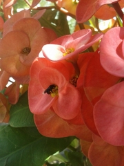 Frieseomelitta nigra