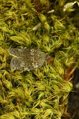 Choristoneura conflictana