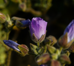 Cristaria glaucophylla