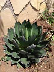 Agave chiapensis