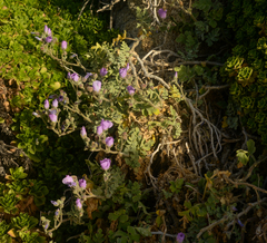 Cristaria glaucophylla