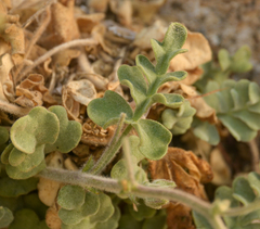 Cristaria glaucophylla