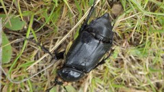 Nicrophorus guttula