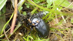 Nicrophorus guttula