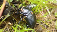 Nicrophorus guttula