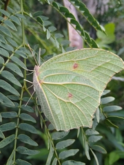 Anteos clorinde