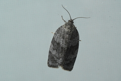 Choristoneura conflictana