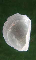 Image of Divarilima sydneyensis