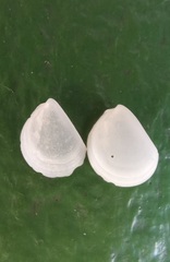 Divarilima sydneyensis