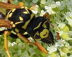 Polistes dominula