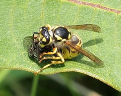 Vespula germanica