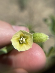 Physalis pumila hispida